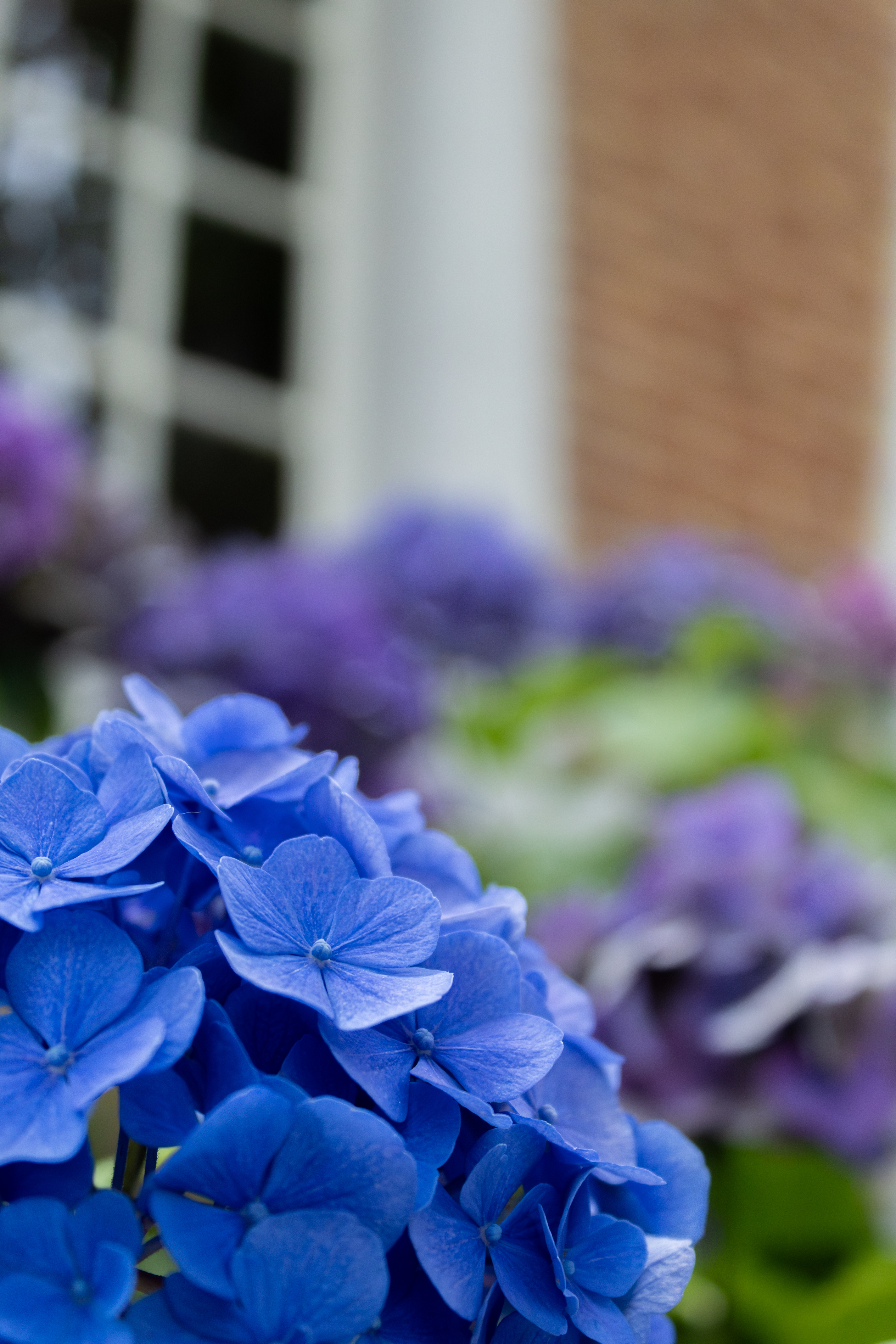 Hortensia